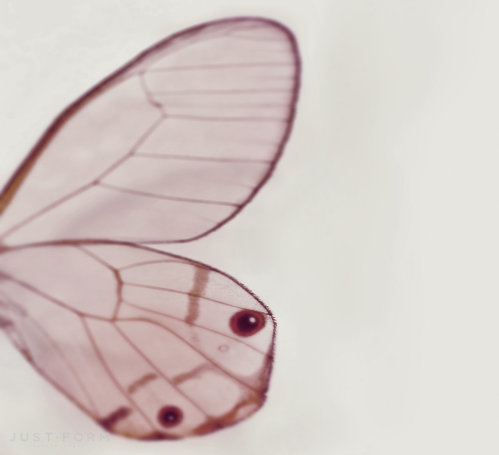 Обои Tiny Wing фабрика Wall & Deco фотография № 3