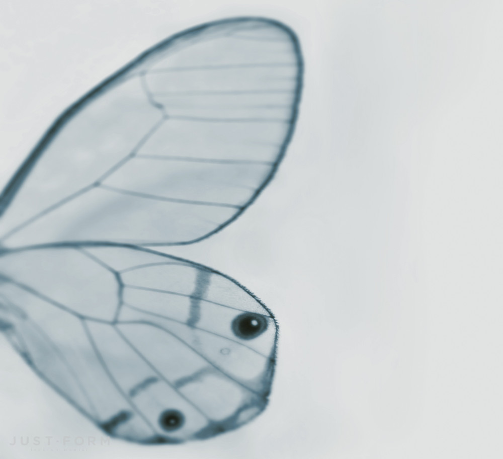 Обои Tiny Wing фабрика Wall & Deco фотография № 4