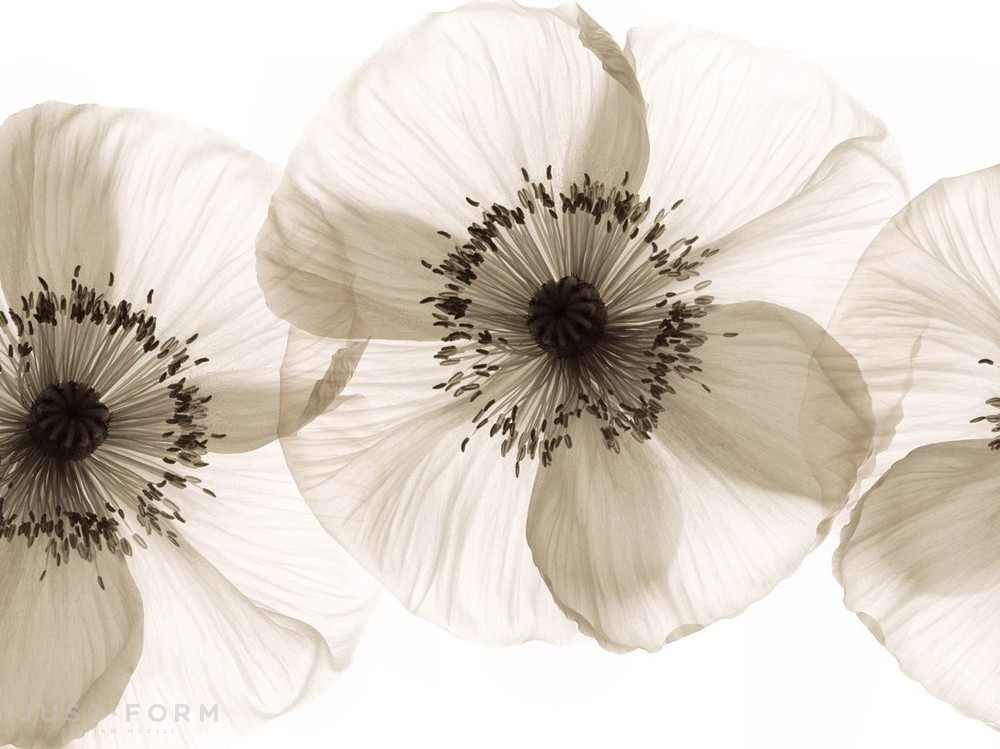  Opium фабрика Wall & Deco фотография № 2