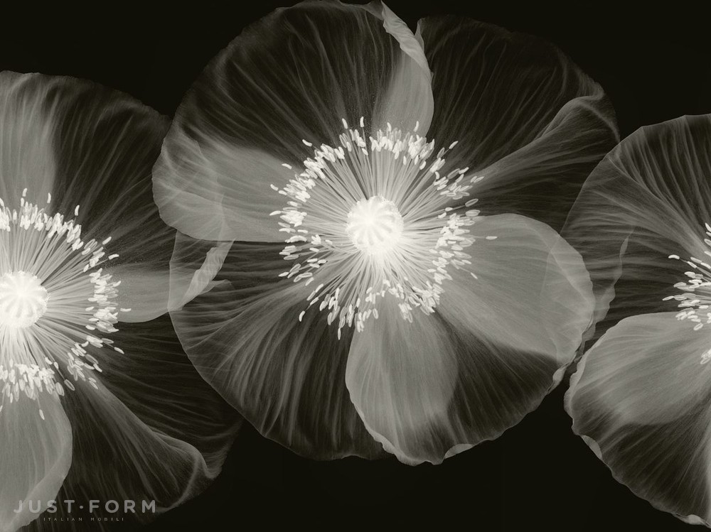  Opium фабрика Wall & Deco фотография № 3