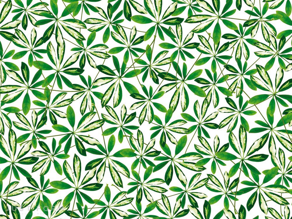  Jungle фабрика Wall & Deco фотография № 2