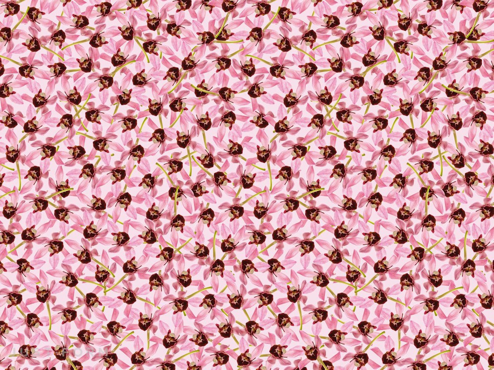  Jungle фабрика Wall & Deco фотография № 10