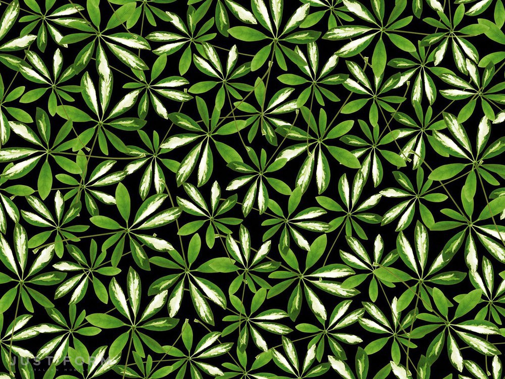  Jungle фабрика Wall & Deco фотография № 4