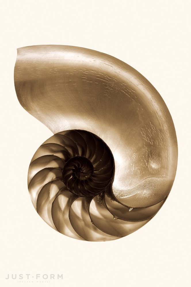 Обои Nautilus фабрика Wall & Deco фотография № 3