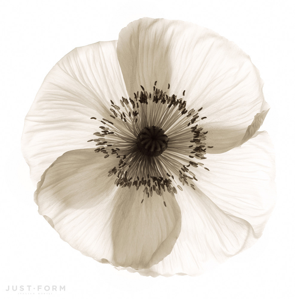  Poppy фабрика Wall & Deco фотография № 2
