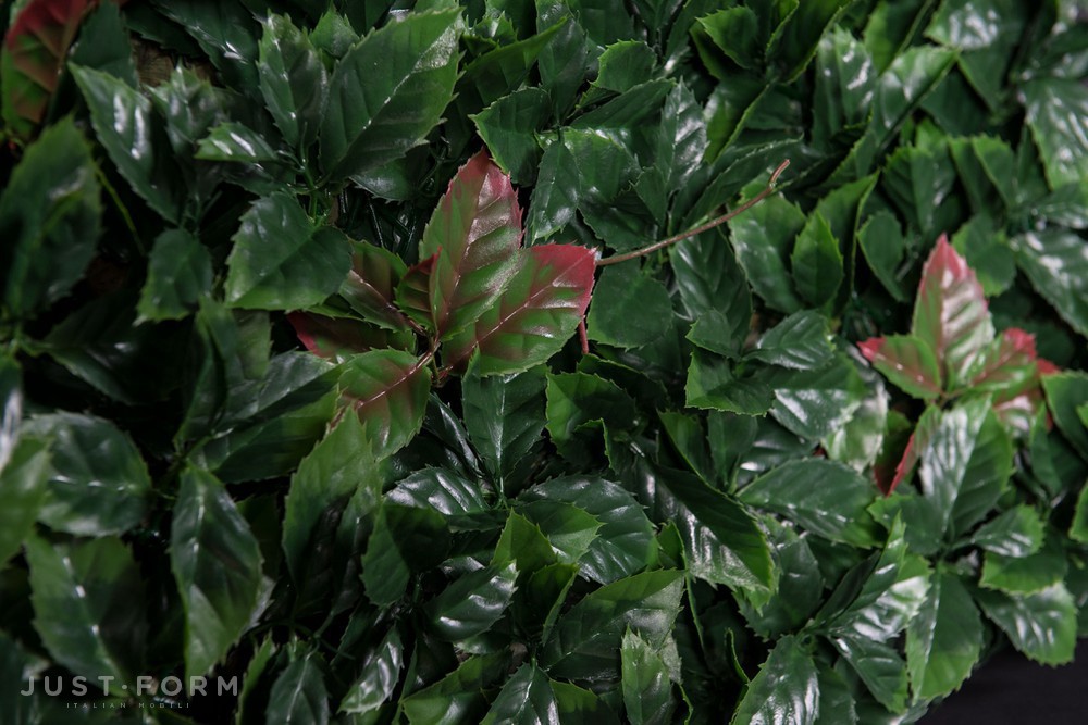 Рамка с растениями Photinia фабрика VGnewtrend фотография № 3