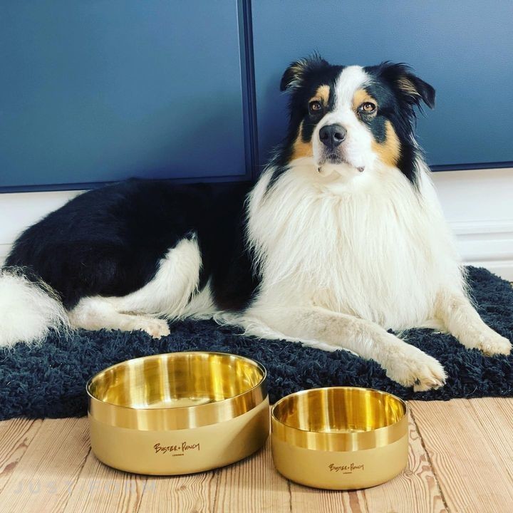 Миска для собаки Dog Bowl / Small / Brass фабрика Buster + Punch фотография № 9