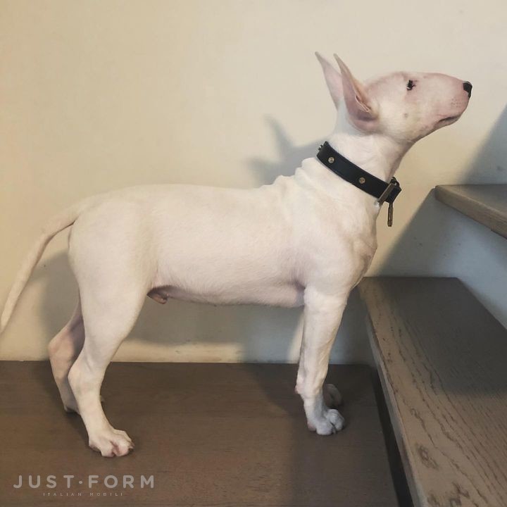 Ошейник для собаки Dog Collar / Black / Purple / Steel фабрика Buster + Punch фотография № 19