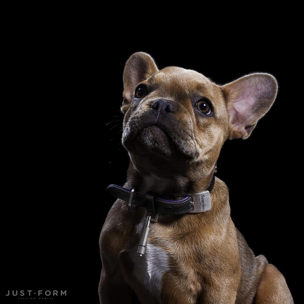 Ошейник для собаки Dog Collar / Black / Purple / Steel фабрика Buster + Punch фотография № 11