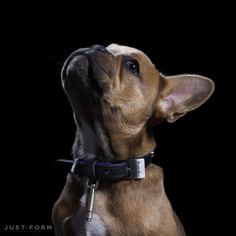Ошейник для собаки Dog Collar / Black / Purple / Steel фабрика Buster + Punch фотография № 10