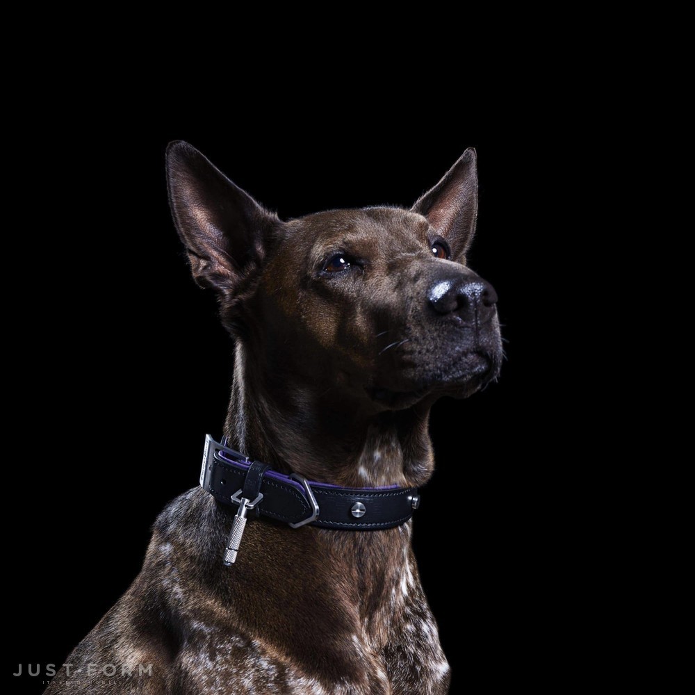 Ошейник для собаки Dog Collar / Black / Purple / Steel фабрика Buster + Punch фотография № 5