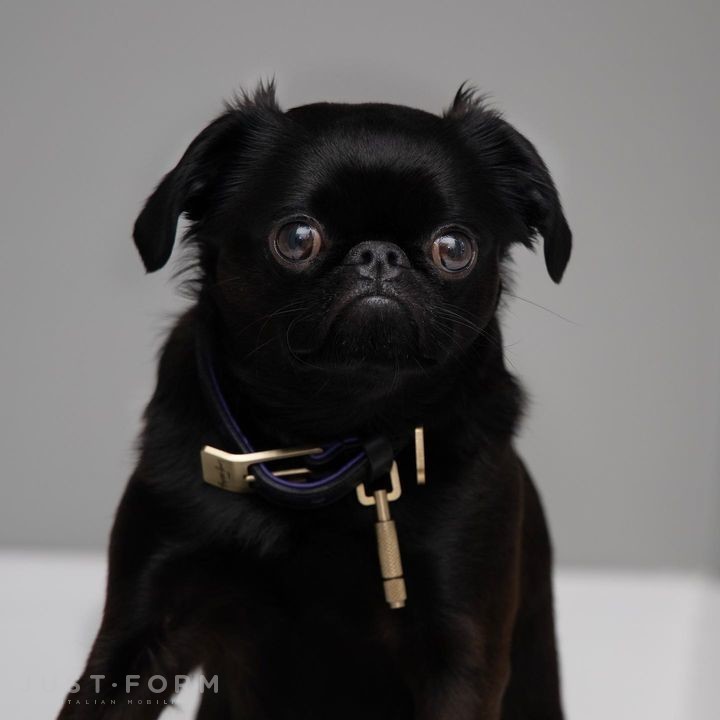 Ошейник с поводком Dog Collar & Lead / Black / Purple / Brass фабрика Buster + Punch фотография № 16