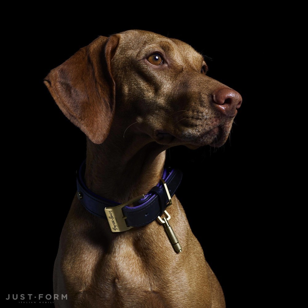 Ошейник с поводком Dog Collar & Lead / Black / Purple / Brass фабрика Buster + Punch фотография № 9