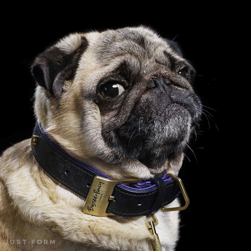 Ошейник с поводком Dog Collar & Lead / Black / Purple / Brass фабрика Buster + Punch фотография № 10